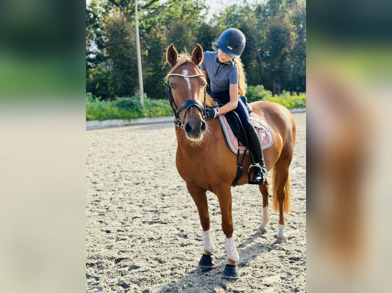 Niemiecki kuc wierzchowy Klacz 13 lat 145 cm Ciemnokasztanowata in Tangstedt