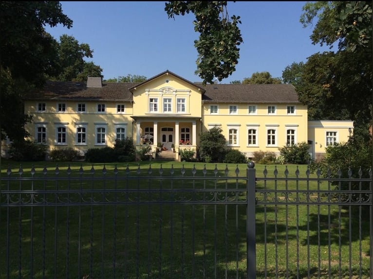 Niemiecki kuc wierzchowy Klacz 13 lat 145 cm Gniada in KrackowKrackow