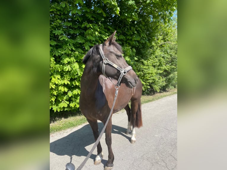Niemiecki kuc wierzchowy Klacz 13 lat 146 cm Ciemnokasztanowata in Dänischenhagen