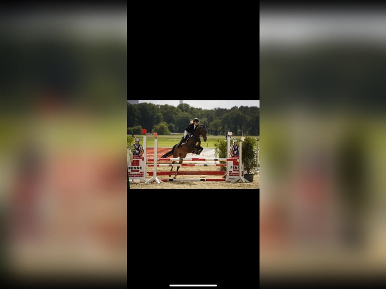 Niemiecki kuc wierzchowy Klacz 13 lat 147 cm Gniada in Voerde