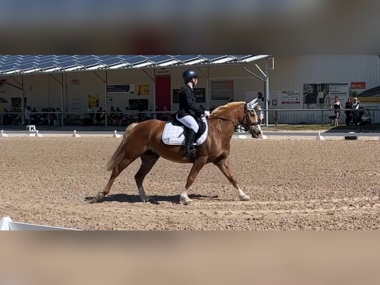 Niemiecki kuc wierzchowy Klacz 13 lat 147 cm Kasztanowata in Stedtlingen