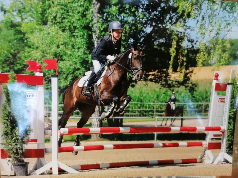 Niemiecki kuc wierzchowy Klacz 13 lat 148 cm Ciemnogniada in Aspach