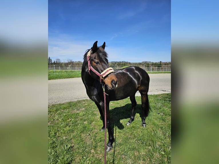 Niemiecki kuc wierzchowy Klacz 13 lat 148 cm Ciemnogniada in Aspach