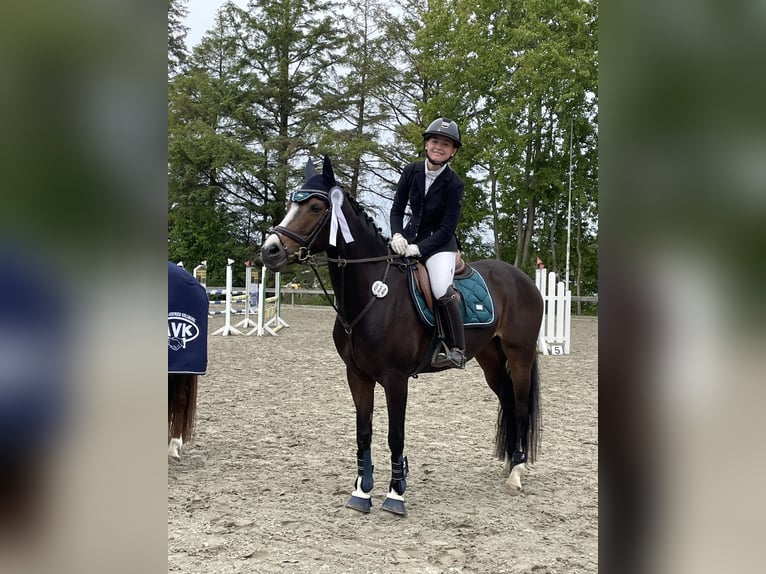 Niemiecki kuc wierzchowy Klacz 13 lat 148 cm Ciemnogniada in Freienwill