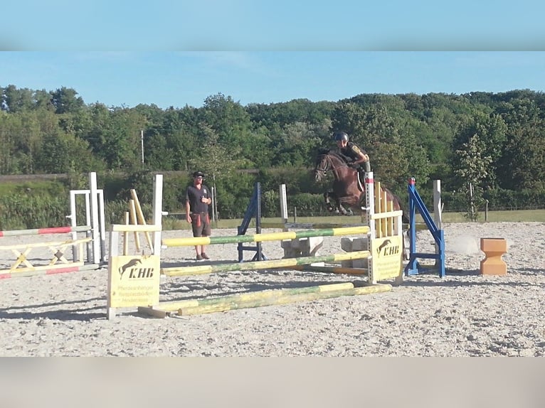 Niemiecki kuc wierzchowy Klacz 13 lat 148 cm Ciemnogniada in Aspach
