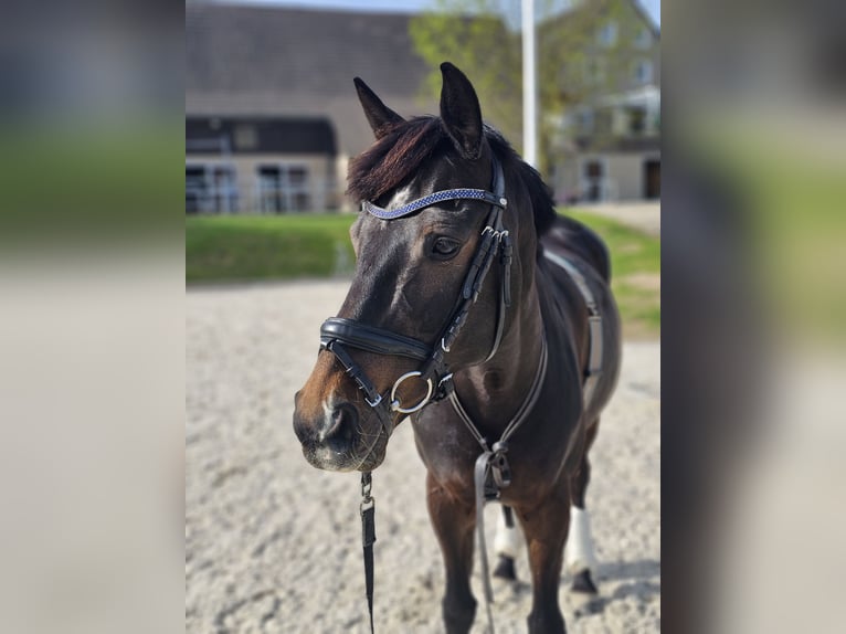 Niemiecki kuc wierzchowy Klacz 13 lat 148 cm Ciemnogniada in Aspach