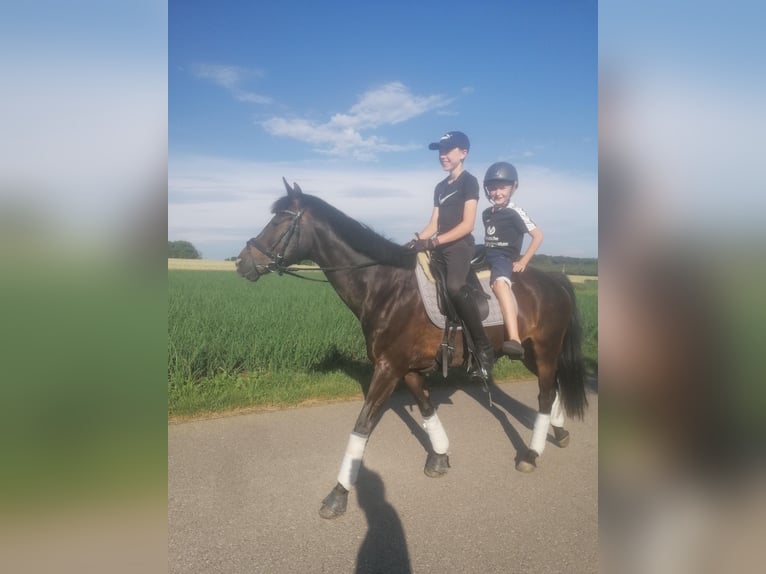 Niemiecki kuc wierzchowy Klacz 13 lat 148 cm Ciemnogniada in Aspach