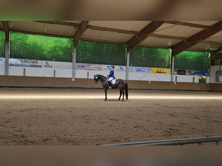 Niemiecki kuc wierzchowy Klacz 13 lat 148 cm Ciemnogniada in Aspach