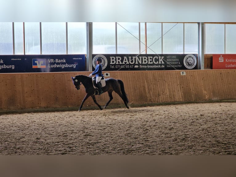 Niemiecki kuc wierzchowy Klacz 13 lat 148 cm Ciemnogniada in Aspach