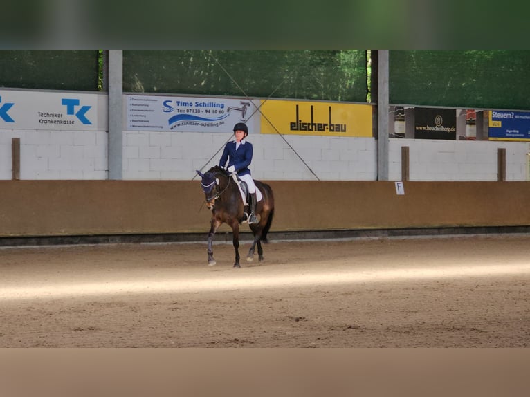 Niemiecki kuc wierzchowy Klacz 13 lat 148 cm Ciemnogniada in Aspach