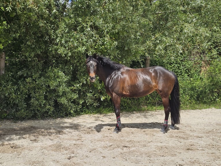 Niemiecki kuc wierzchowy Klacz 13 lat 148 cm Ciemnogniada in Aspach