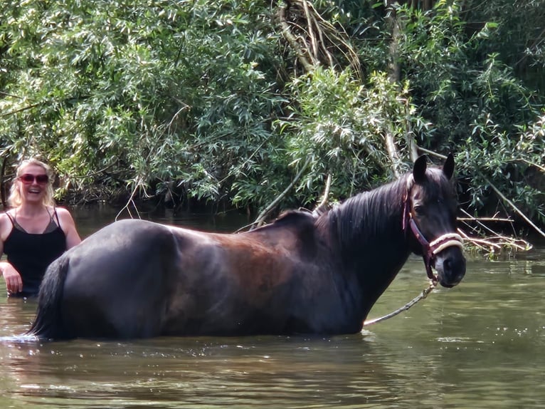 Niemiecki kuc wierzchowy Klacz 13 lat 148 cm Ciemnogniada in Aspach