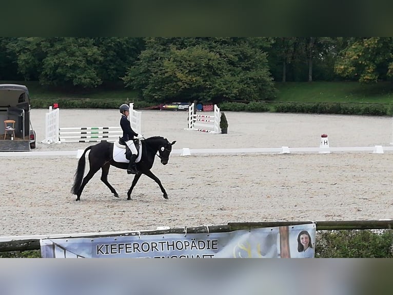 Niemiecki kuc wierzchowy Klacz 13 lat 148 cm Ciemnogniada in Aspach