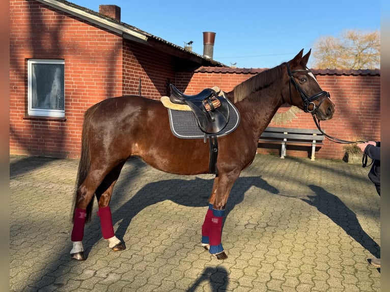 Niemiecki kuc wierzchowy Klacz 13 lat 155 cm Ciemnokasztanowata in Ankum