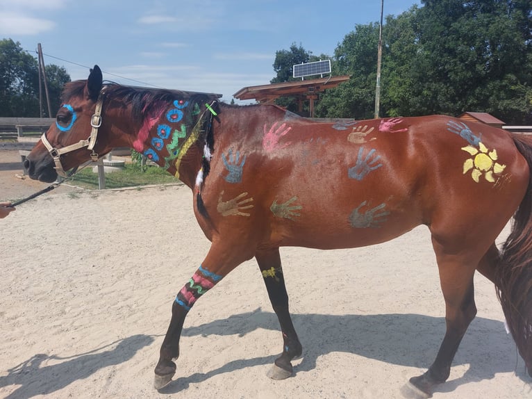 Niemiecki kuc wierzchowy Klacz 13 lat 160 cm Gniada in Traiskirchen