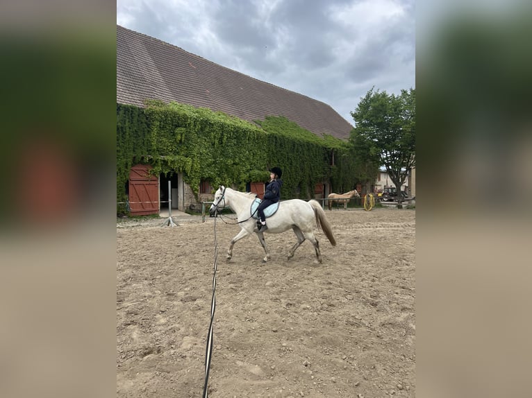 Niemiecki kuc wierzchowy Mix Klacz 14 lat 133 cm Kasztanowatodereszowata in Frose