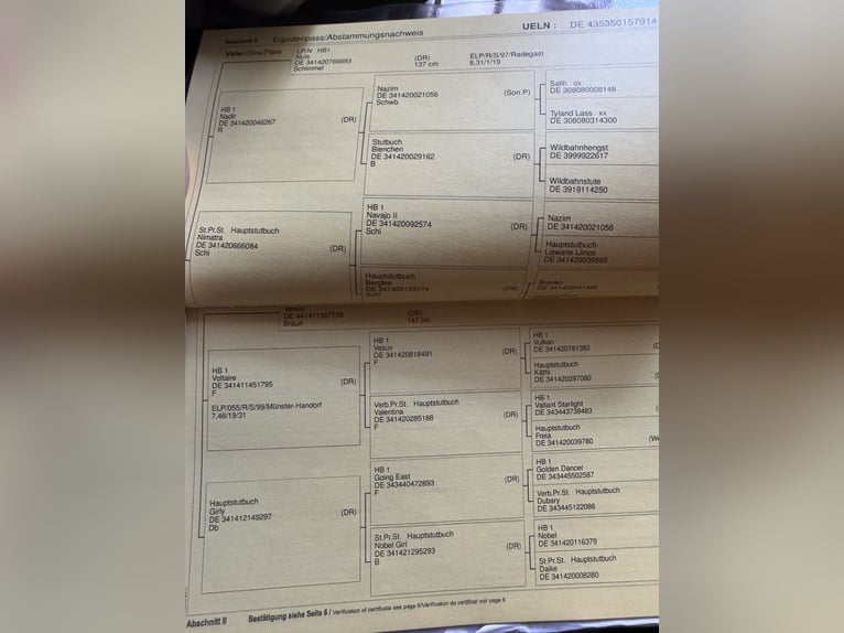 Niemiecki kuc wierzchowy Klacz 14 lat 136 cm Siwa jabłkowita in Kettenkamp