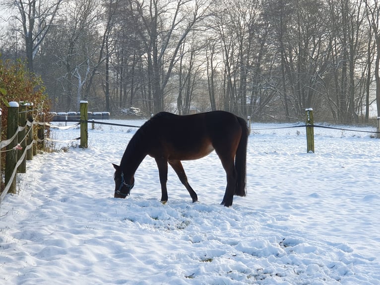 Niemiecki kuc wierzchowy Klacz 14 lat 142 cm Ciemnogniada in Bad Driburg