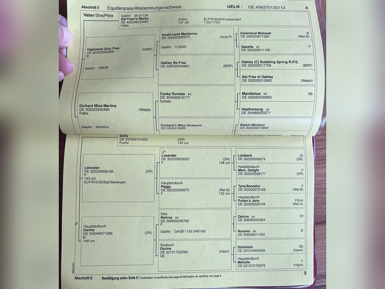 Niemiecki kuc wierzchowy Klacz 14 lat 142 cm Kasztanowata in Schkeuditz