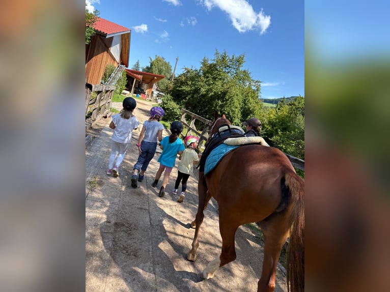Niemiecki kuc wierzchowy Klacz 14 lat 143 cm Kasztanowata in St. Veit an der Gölsen