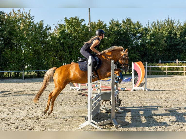 Niemiecki kuc wierzchowy Klacz 14 lat 144 cm Izabelowata in Holdorf