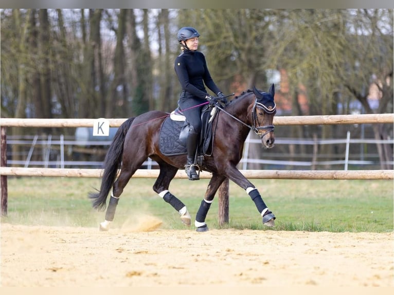 Niemiecki kuc wierzchowy Klacz 14 lat 145 cm Ciemnokasztanowata in Selsingen