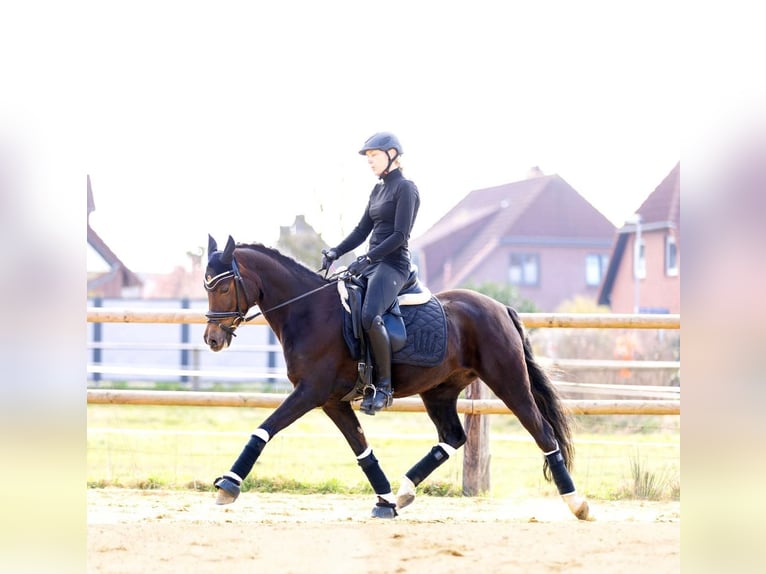 Niemiecki kuc wierzchowy Klacz 14 lat 145 cm Ciemnokasztanowata in Selsingen