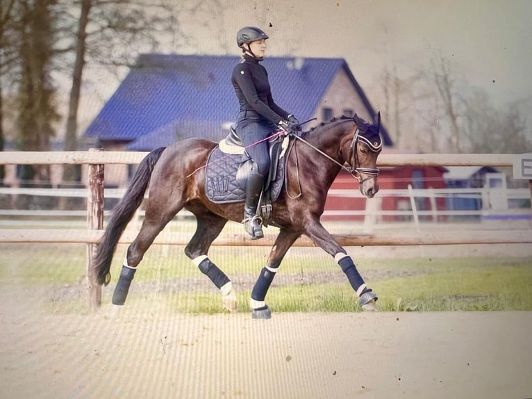 Niemiecki kuc wierzchowy Klacz 14 lat 145 cm Ciemnokasztanowata in Selsingen