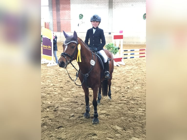 Niemiecki kuc wierzchowy Klacz 14 lat 146 cm Gniada in Unna