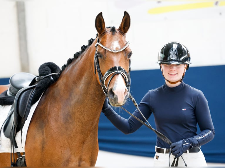 Niemiecki kuc wierzchowy Klacz 14 lat 146 cm Gniada in Marsberg