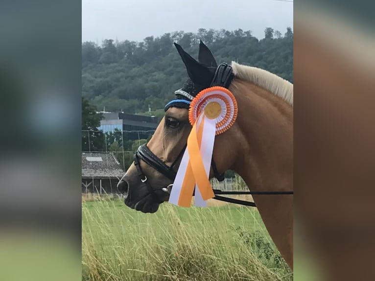 Niemiecki kuc wierzchowy Klacz 14 lat 146 cm Izabelowata in Nienburg (Weser)