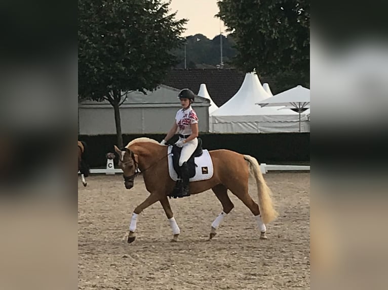 Niemiecki kuc wierzchowy Klacz 14 lat 146 cm Izabelowata in Nienburg (Weser)