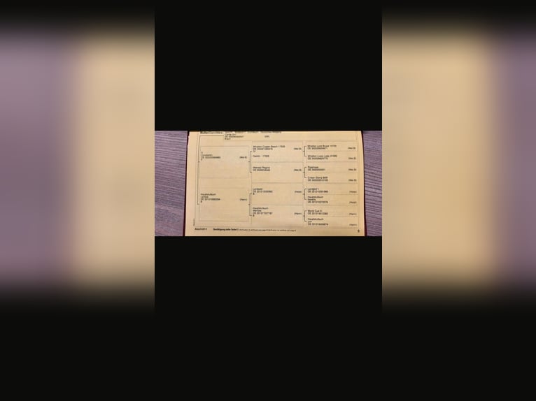 Niemiecki kuc wierzchowy Klacz 14 lat 147 cm Gniada in Zeven