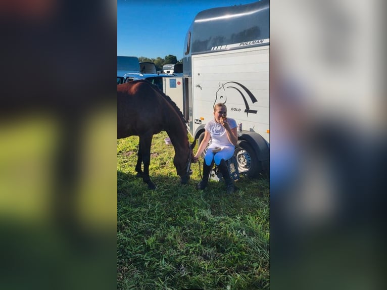 Niemiecki kuc wierzchowy Klacz 14 lat 147 cm Gniada in Zeven