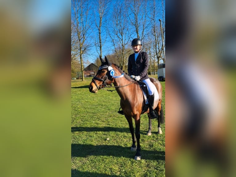 Niemiecki kuc wierzchowy Klacz 14 lat 147 cm Gniada in Zeven