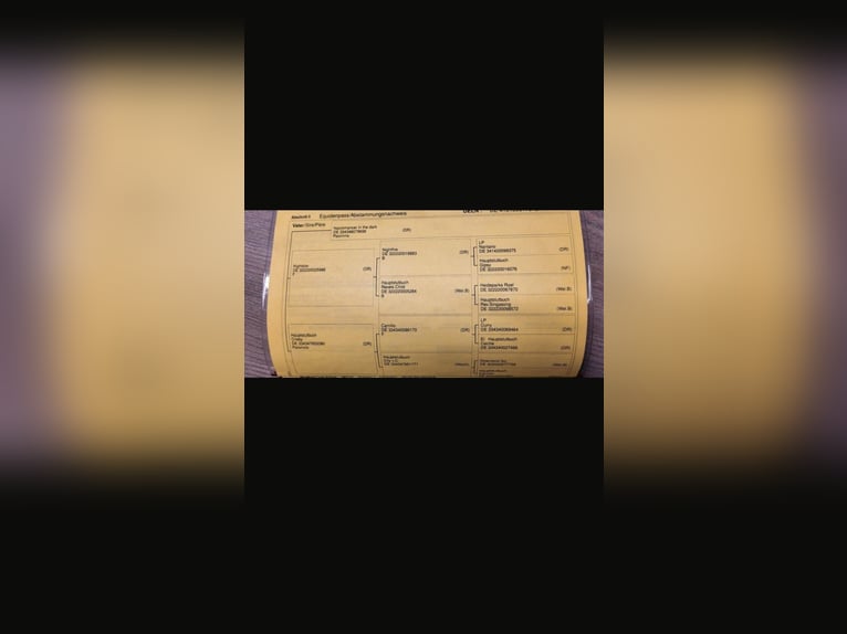 Niemiecki kuc wierzchowy Klacz 14 lat 147 cm Gniada in Zeven