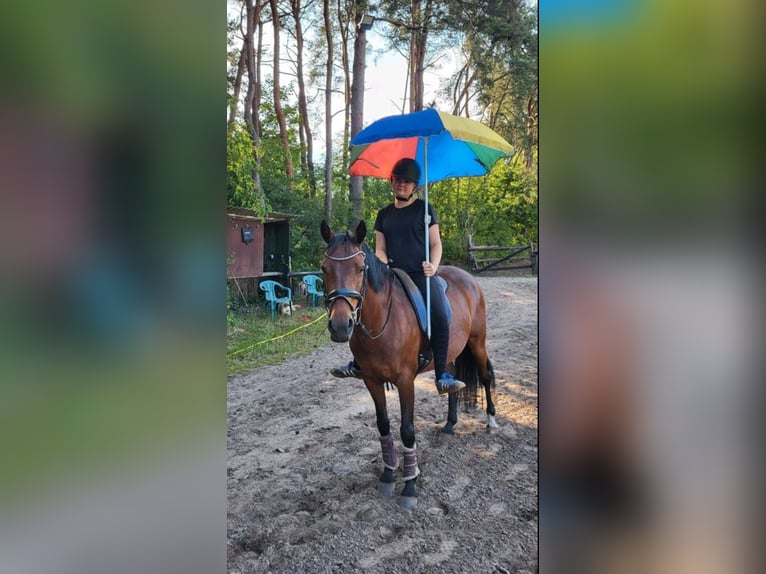 Niemiecki kuc wierzchowy Klacz 14 lat 147 cm Gniada in Zeven