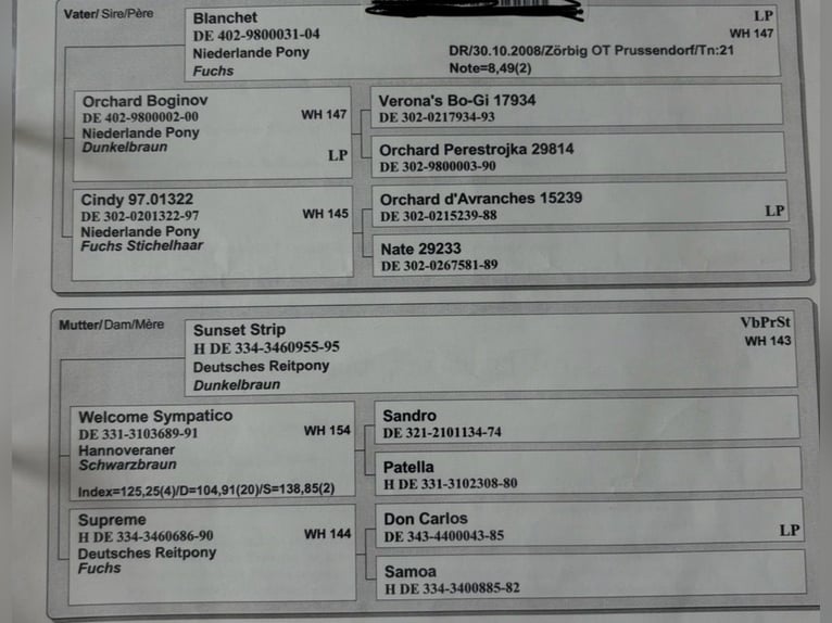 Niemiecki kuc wierzchowy Klacz 14 lat 147 cm Kasztanowata in Bramsche