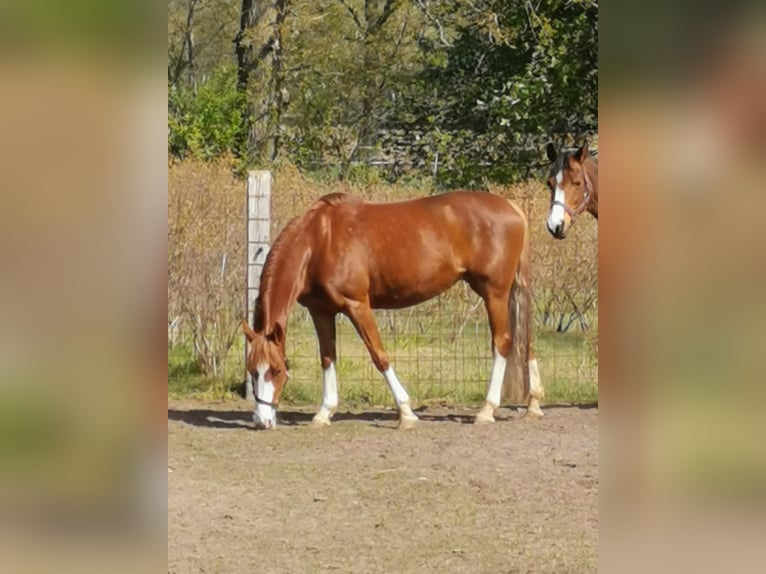 Niemiecki kuc wierzchowy Klacz 14 lat 147 cm Kasztanowata in Bramsche