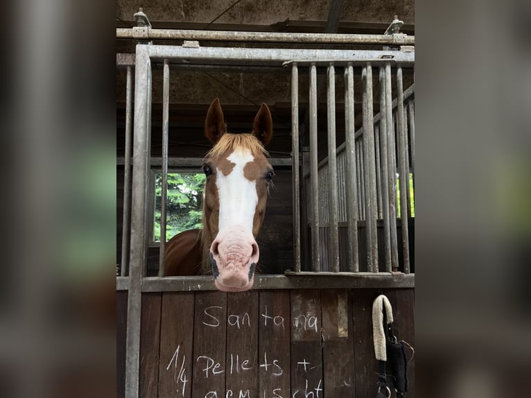 Niemiecki kuc wierzchowy Klacz 14 lat 147 cm Kasztanowata in Bramsche