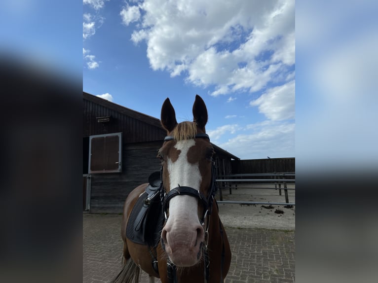 Niemiecki kuc wierzchowy Klacz 14 lat 147 cm Kasztanowata in Bramsche