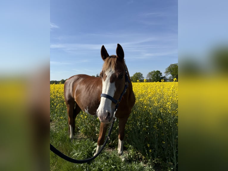 Niemiecki kuc wierzchowy Klacz 14 lat 147 cm Kasztanowata in Bramsche