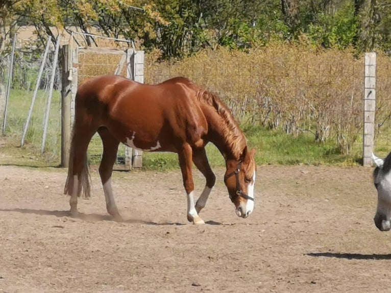 Niemiecki kuc wierzchowy Klacz 14 lat 147 cm Kasztanowata in Bramsche