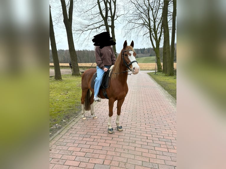 Niemiecki kuc wierzchowy Klacz 14 lat 147 cm Kasztanowata in Bramsche