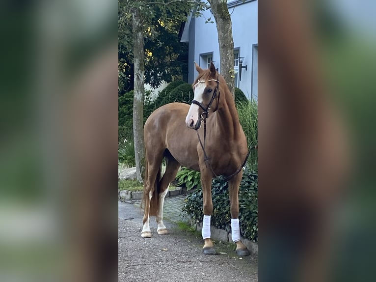 Niemiecki kuc wierzchowy Klacz 14 lat 148 cm Gniada in Flintbek