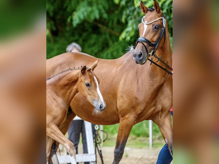 Niemiecki kuc wierzchowy Klacz 14 lat 148 cm Gniada in Saterland