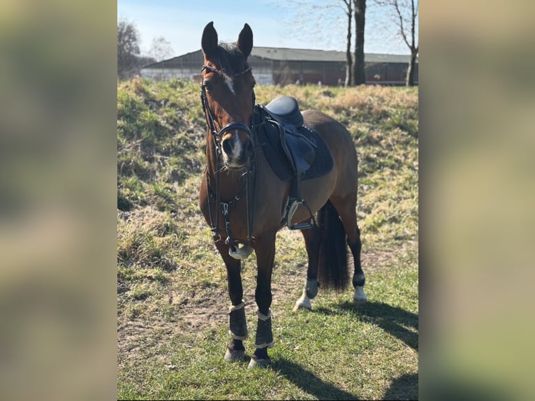 Niemiecki kuc wierzchowy Klacz 14 lat 148 cm Gniada in Bissendorf