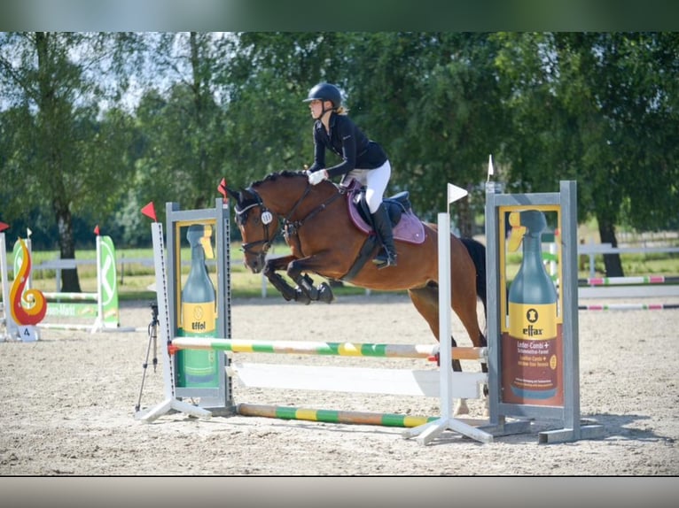 Niemiecki kuc wierzchowy Klacz 14 lat 148 cm Gniada in Bissendorf