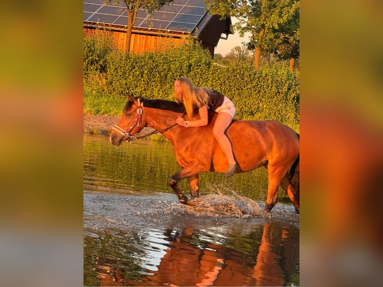 Niemiecki kuc wierzchowy Klacz 14 lat 148 cm Gniada in Bissendorf