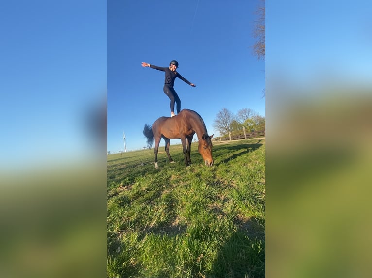 Niemiecki kuc wierzchowy Klacz 14 lat 148 cm Gniada in Bissendorf